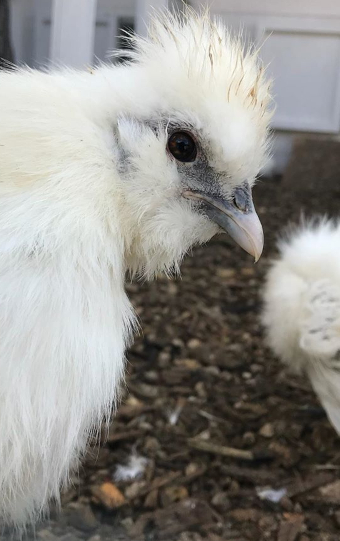Mini zoo na Chate pod Ostrým Vrchom